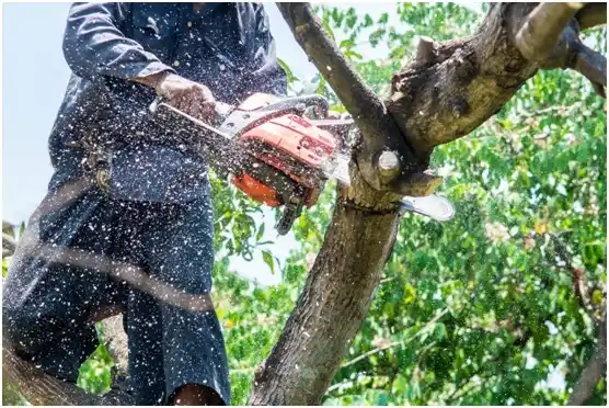tree services Eau Claire